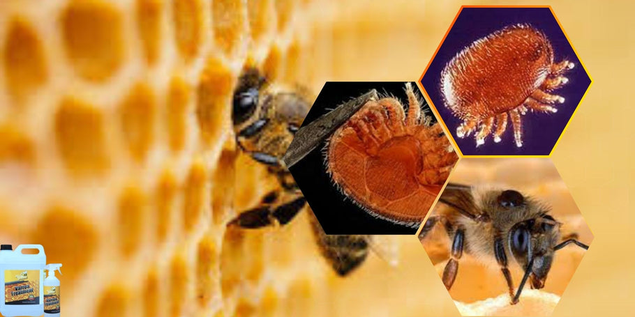 Как да предпазите вашите пчели от акари вароа?