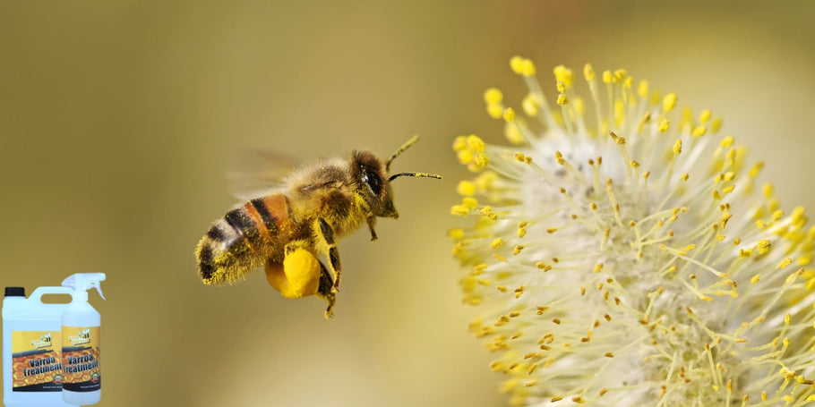 Акарът Varroa: невидим враг на кошера