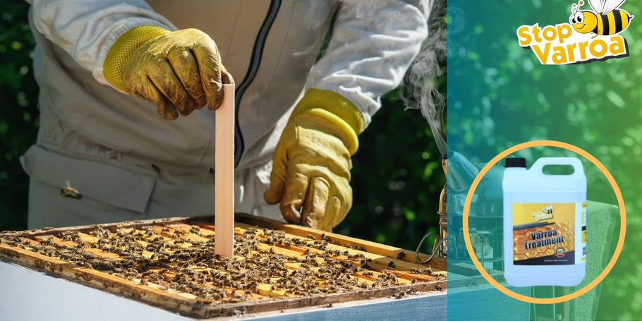 Лечение на вароатозата: Кога трябва да действате, за да спасите пчелите си?