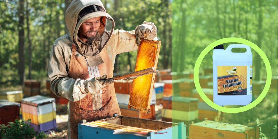 Лечение срещу вароатоза: защитете пчелите си и увеличете производството на мед